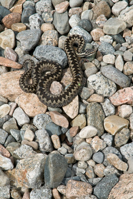 BB 11 0226 / Vipera berus / Hoggorm